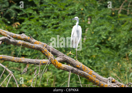 Rumänien, Dobrudgea Region, Tulcea, Donaudelta. Sfantu Gheorghe Kanal. Seidenreiher (Egretta Garzetta Garzetta). Stockfoto