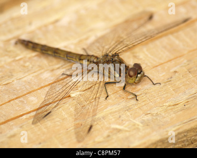 Vagrant Darter / Europäische Libelle / Sympetrum Vulgatum / Gemeine Heidelibelle / Libelle Stockfoto