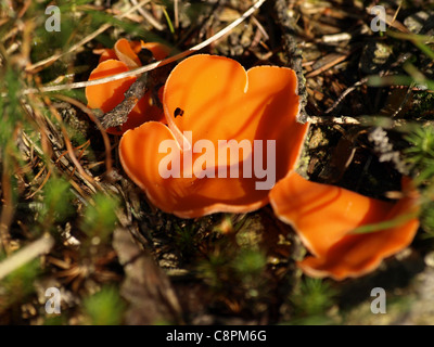 Orange Peel Pilz / Aleuria Aurantia / Gemeiner Orangebecherling / Oranger Becherpilz auf Woodground Stockfoto