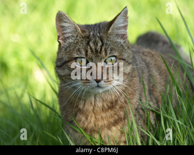 Europäische Wildkatze / Felis Silvestris / Europäische Wildkatze Stockfoto