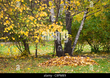 Eine Birke Baum, Sträucher, grün und gelb Laub und ein Haufen von abgefallenen Blättern. Dies ist der Oktober. Stockfoto
