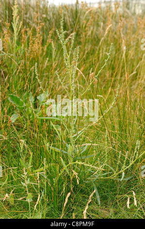 Grass-leaved Gartenmelde Atriplex littoralis Stockfoto