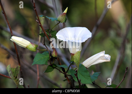 Convolvulus Arvensis (Feld Ackerwinde) Stockfoto