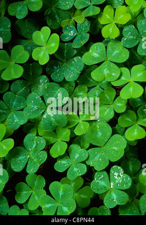 Frühling-Wachstum der Sauerklee (Oxalis Oregana) nach einem Regen, Redwood National Park, Kalifornien, USA Stockfoto