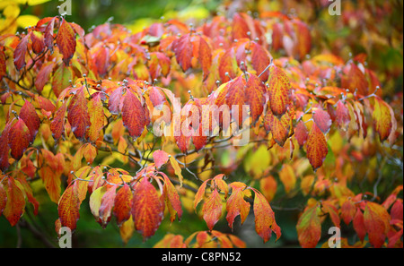 Hartriegel Herbstlaub rote und gelbe Cornus florida Stockfoto