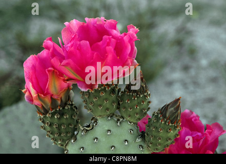 BEAVERTAIL Kaktus (Opuntia Basilaris) in voller Blüte, Kakteengarten Bereich Anza-Borrego Desert State Park, Kalifornien, USA Stockfoto