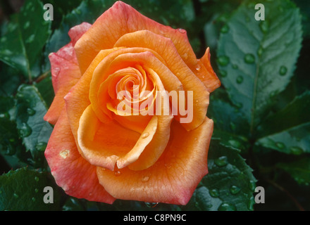 Regentropfen auf Rose in voller Blüte, Washington Park Rose Garden, Portland, Oregon, USA Stockfoto