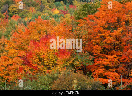 Herbst gefärbten Laubwald in der Nähe von Little Wildcat Mountain, White Mountain National Forest, nördlichen New Hampshire, USA Stockfoto