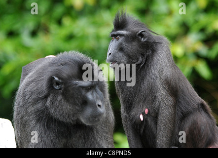 SULAWESI CRESTED SCHWARZ MAKAKEN, JERSEY ZOO. Stockfoto