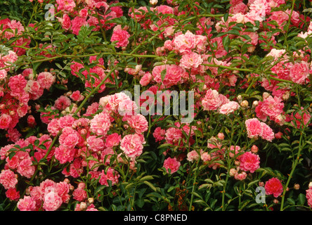 Reichlich Blumen Rose (Rosa spp.) im Süden der Frühling, Columbia River National Scenic Area, Washington, USA Stockfoto