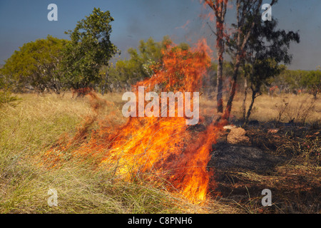 Wildfire, Victoria Highway in der Nähe von Timber Creek, Northern Territory, Australien Stockfoto