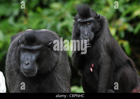 SULAWESI CRESTED SCHWARZ MAKAKEN, JERSEY ZOO. Stockfoto