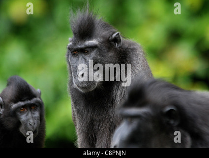 SULAWESI CRESTED SCHWARZ MAKAKEN, JERSEY ZOO. Stockfoto