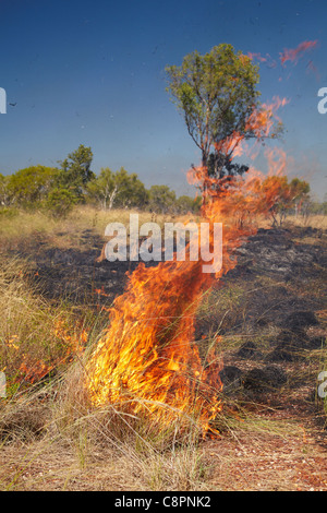 Wildfire, Victoria Highway in der Nähe von Timber Creek, Northern Territory, Australien Stockfoto