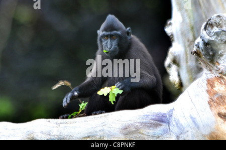 SULAWESI CRESTED SCHWARZ MAKAKEN, JERSEY ZOO. Stockfoto