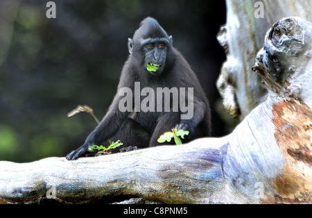 SULAWESI CRESTED SCHWARZ MAKAKEN, JERSEY ZOO. Stockfoto