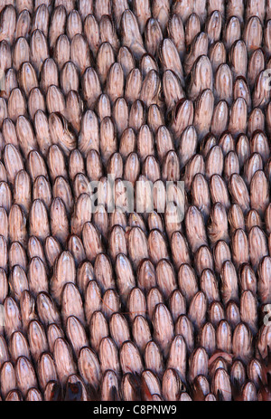 Eine Kiste von kleinen Fischen, vorbereitet für den Verkauf auf Anzeige am Fisch Markt Auktion y den Hafen von Essaouira, Marokko, Nordafrika Stockfoto