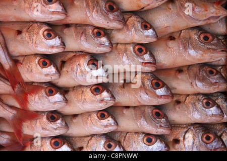 Sardinen, vorbereitet für den Verkauf auf dem Display auf dem Markt Fischauktion am Hafen von Essaouira Marokko, Nordafrika Stockfoto