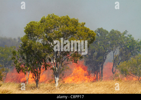Wildfire, Victoria Highway in der Nähe von Timber Creek, Northern Territory, Australien Stockfoto