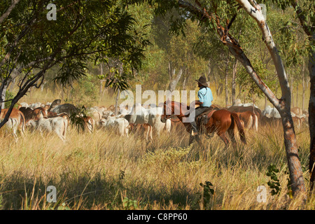 Cowboy Musterung Rinder, Victoria Highway, Northern Territory, Australien Stockfoto