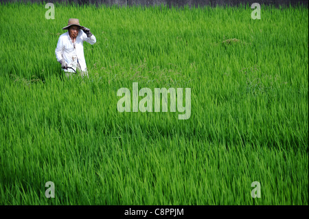 Asiatische Bauern arbeitet hart an Reisfeld Stockfoto