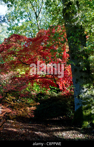 Japanische Acer Palmatum Baum, Japanische Ahorn in seine wahre Herbst Schönheit in herbstlichen Wälder gesehen. Stockfoto