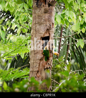 White-bellied Papagei (Pionites Leucogaster) paar im Regenwald von Tambopata National Reserve Puerto Maldonado Amazonasgebiet Peru Stockfoto