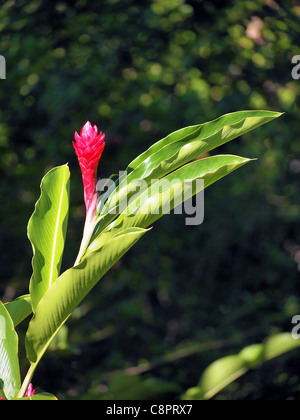 Roter Ingwer Blumen und Blätter Stockfoto