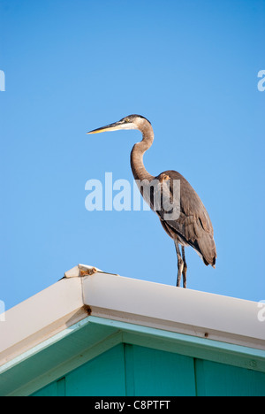 Einen großen Reiher thront auf dem Dach eines Hauses Stockfoto