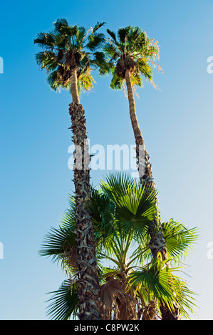 Palmen in Palm Desert in Kalifornien Silhouette gegen einen blauen Himmel Stockfoto