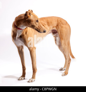 Windhund auf 3 Jahre alt und im Ruhestand aus dem Rennsport Stockfoto
