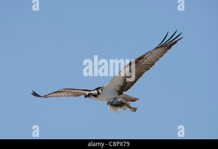 Fischadler im Flug bei Joh Ding Darling NWR, Florida, USA Stockfoto