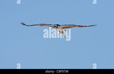 Fischadler im Flug bei Joh Ding Darling NWR, Florida, USA Stockfoto