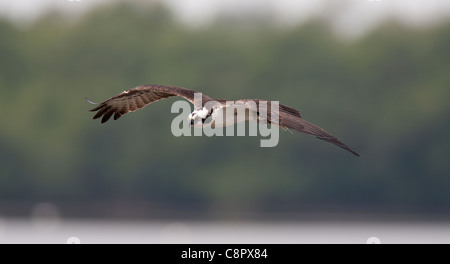 Fischadler im Flug bei Joh Ding Darling NWR, Florida, USA Stockfoto