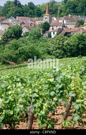 Frankreich, Burgund, Savigny-Les-Beaune, Dorf von Weinbergen gesehen Stockfoto