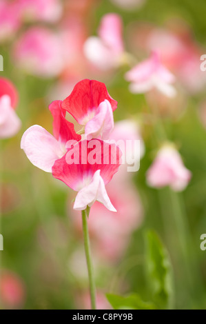 Duftende Platterbse, Lathyrus man "Painted Lady", in Blüte Stockfoto