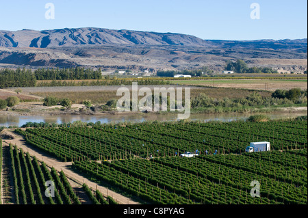 Arbeiter auf einem Weinberg entlang des Oranje-Flusses in Noordoewer Namibia Stockfoto