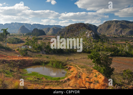 PINAR DEL RIO; VINALES TAL UND MOGOTES IN VINALES NATIONALPARK Stockfoto