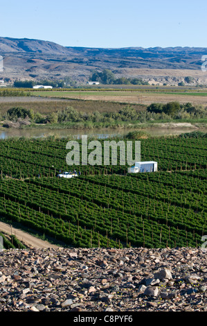 Arbeiter auf einem Weinberg entlang des Oranje-Flusses in Noordoewer Namibia Stockfoto