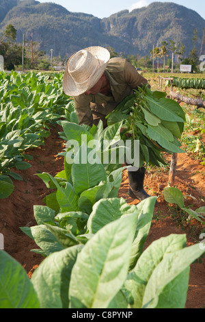 PINAR DEL RIO: VINALES TABAKBAUERN IN TABAKFELDERN ARBEITEN Stockfoto