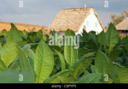 PINAR DEL RIO: TABAKBLÄTTER IN FELD IM VINALES TAL Stockfoto