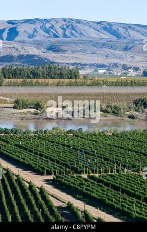 Arbeiter auf einem Weinberg entlang des Oranje-Flusses in Noordoewer Namibia Stockfoto