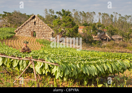 PINAR DEL RIO: VINALES TABAKBAUERN IN TABAKFELDERN ARBEITEN Stockfoto