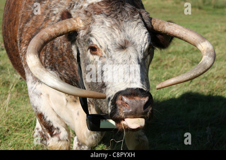 Eine Longhorn Kuh, die ihre Zunge heraushält. Epping Forest, Essex, Großbritannien Stockfoto