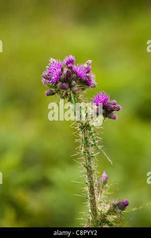 Marsh Distel, Cirsium palustre Stockfoto