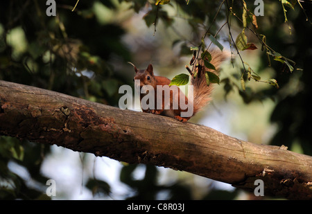 EICHHÖRNCHEN VERLÄUFT ENTLANG EINES GEFALLENEN REE AUF BROWNSEA ISLAND, POOLE, DORSET Stockfoto