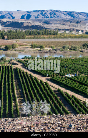 Arbeiter auf einem Weinberg entlang des Oranje-Flusses in Noordoewer Namibia Stockfoto