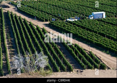 Arbeiter auf einem Weinberg entlang des Oranje-Flusses in Noordoewer Namibia Stockfoto