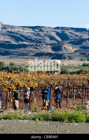 Arbeiter auf einem Weinberg entlang des Oranje-Flusses in Noordeower Namibia beschneiden Stockfoto