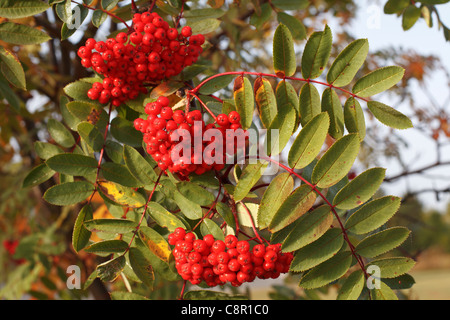 Herbstliche Ansicht von roten Beeren auf Eberesche Baum im Norden von Minnesota, Sorbus Americana. Stockfoto